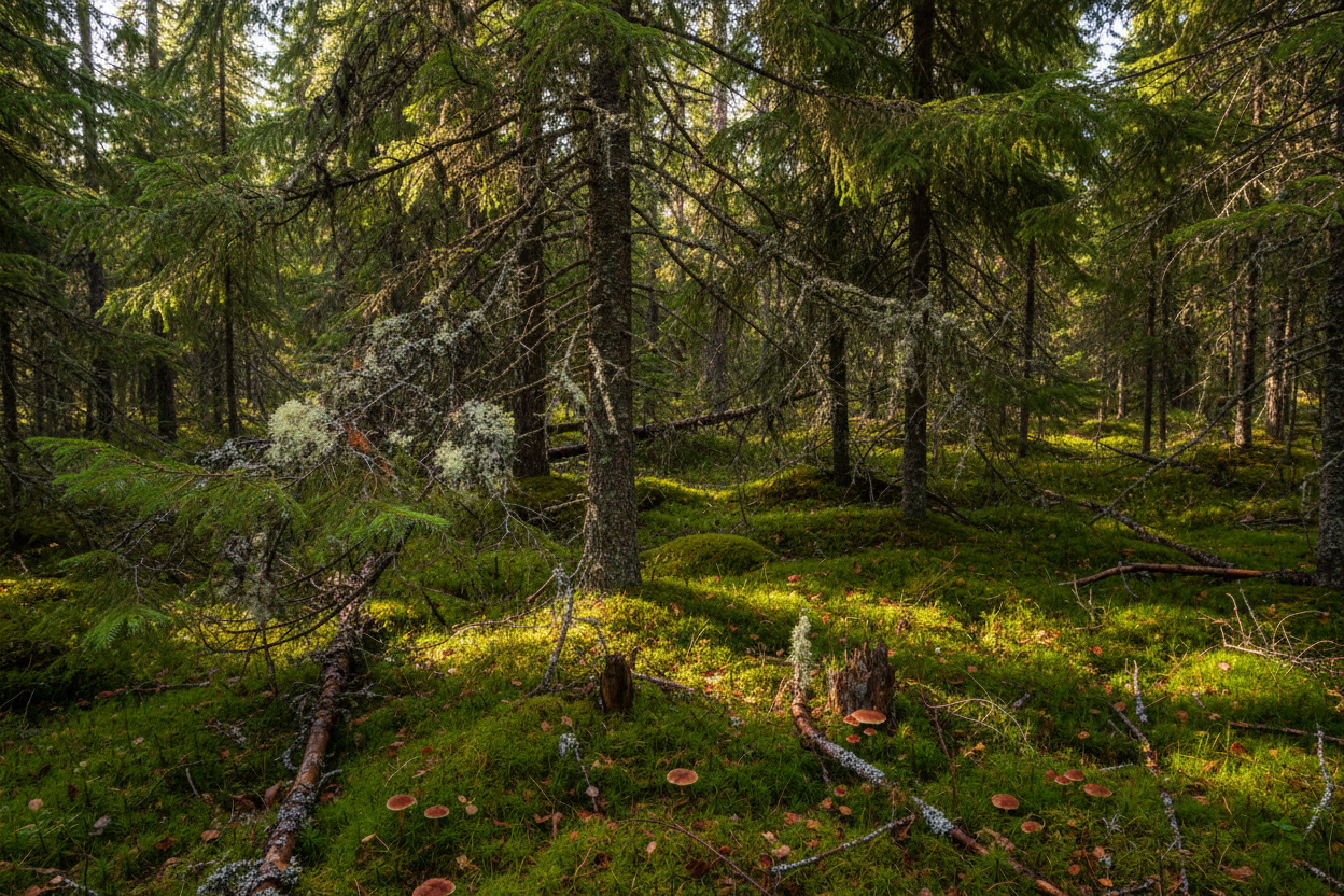 Close-up of boreal forest